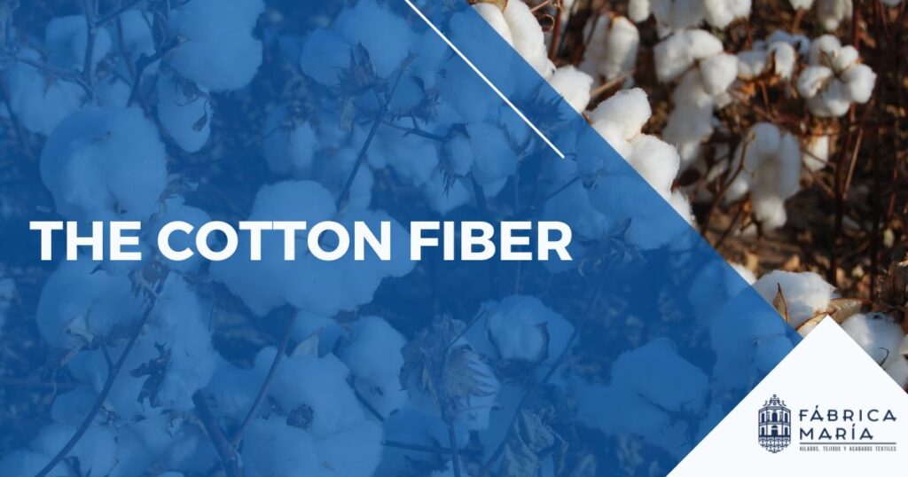 the cotton fiber